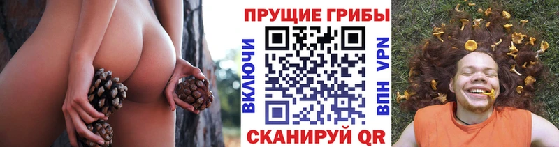 как найти blacksprut маркетплейс Псилоцибиновые грибы Cubensis Будённовск